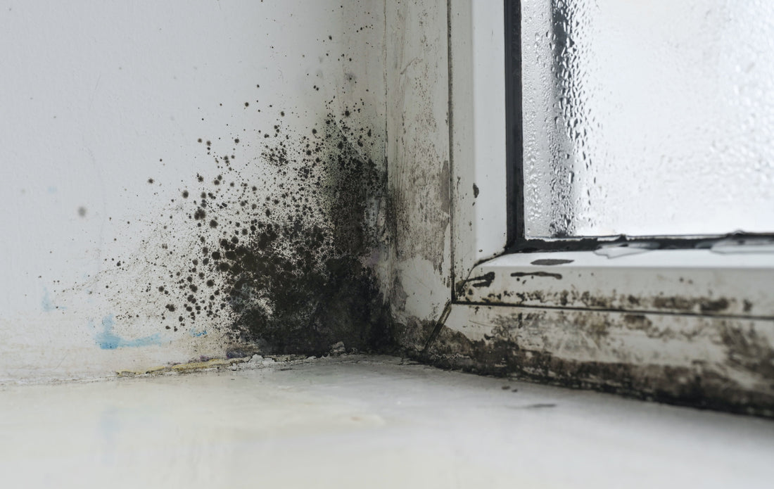 The Health Risks of Domestic Mould