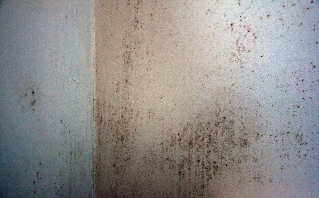 Why Spring Is the Perfect Time for Mould Prevention
