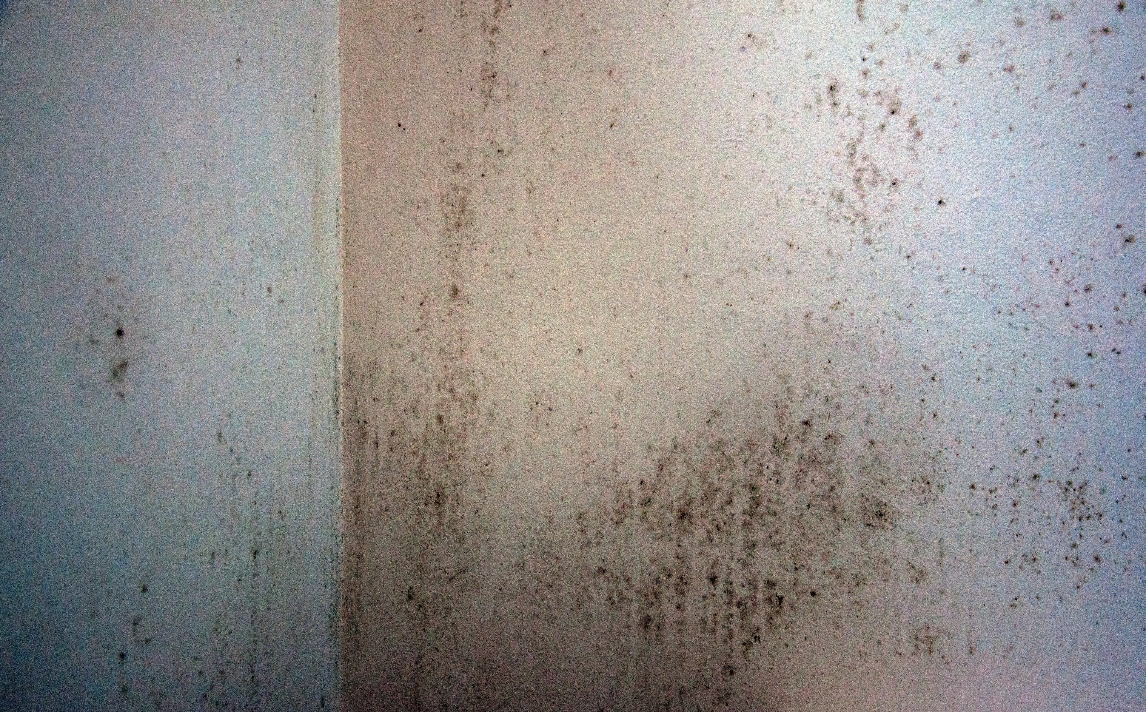 Why Spring Is the Perfect Time for Mould Prevention